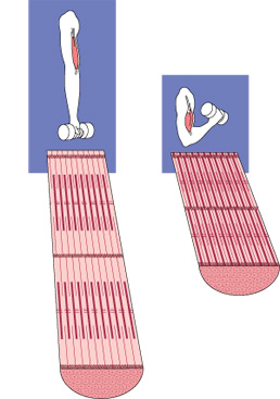 tacoma bridge posture example